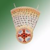 DICOT ROOT T.S.